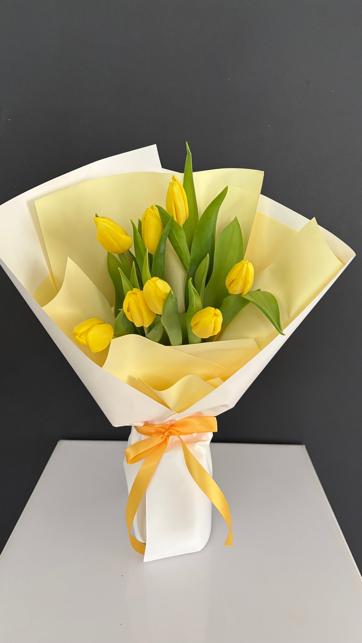 Tulip primavera